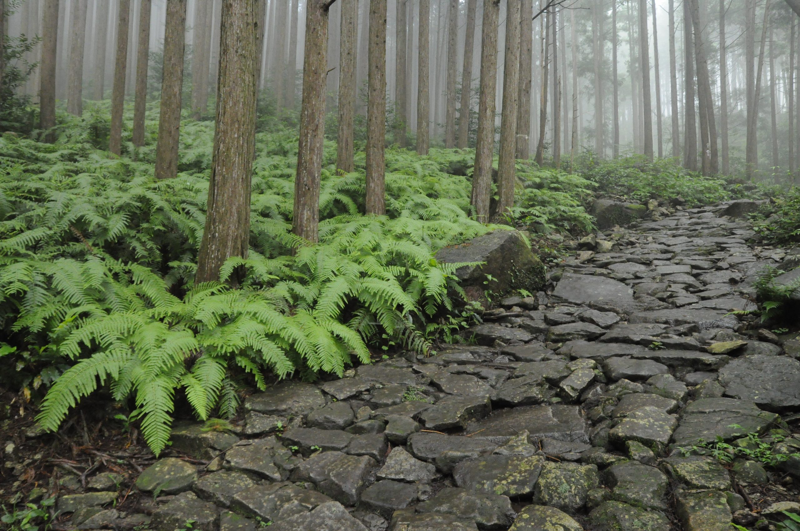熊野古道馬越峠の魅力は石畳！～アクセスや駐車場も紹介！～